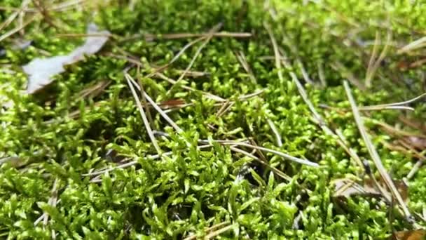 Green forest moss. Pine nature texture. Outdoor ecosystem. — Stock Video