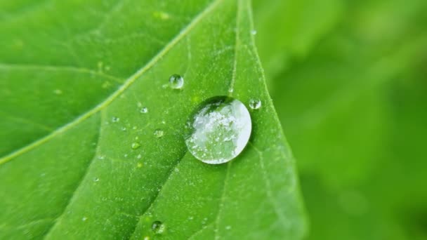 Gota de água na folha verde. Fundo da natureza. Bolha molhada transparente. Botânica — Vídeo de Stock
