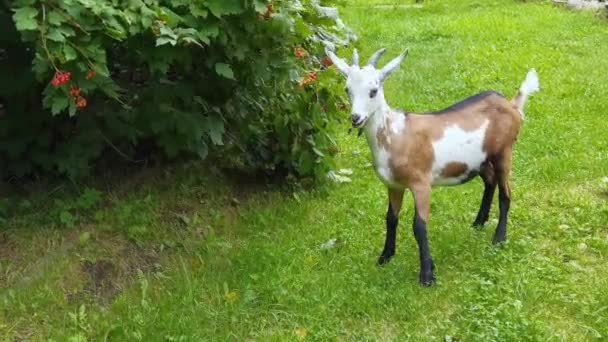Funny goat eating green leaves. Sheep head on farm — Stock Video