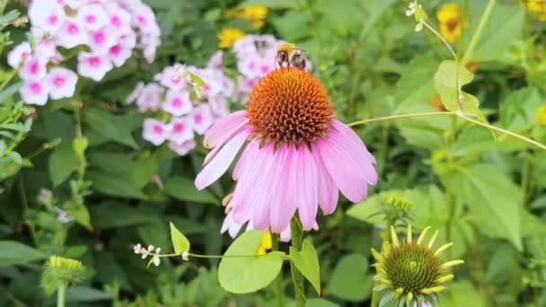 A abelha voa perto da flor. Vídeo macro de insetos alérgicos. Grama verde. Jardim Bumblebee — Vídeo de Stock