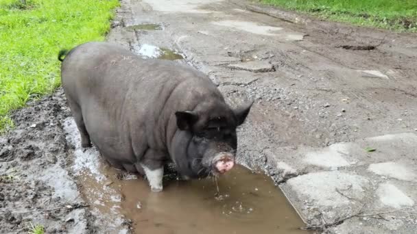 Rolig svart gris promenad på grönt gräs. Djurfamilj på gården. Naturbakgrund — Stockvideo
