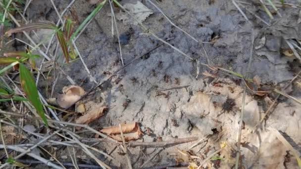 숲 개미들은 다른 곳으로 이동 합니다. 많은 곤충들. 모래 배경. 느린 동작 — 비디오