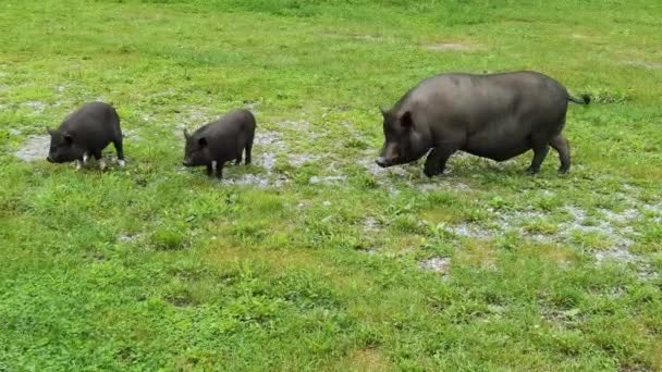 검은 돼지 가 풀밭에서 뒹굴고 있어. 동물 가족 이 농장에 있어요. 자연의 배경 — 비디오