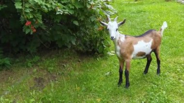 Yeşil yaprakları yiyen komik keçi. Çiftlikte koyun kafası