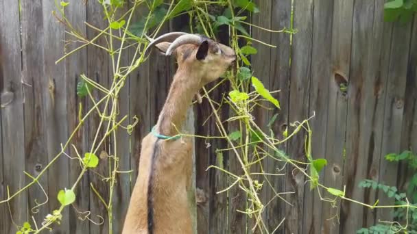 Funny goat eating green leaves. Sheep head on farm — Stock Video