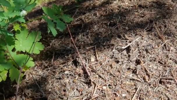 Le formiche della foresta si trasferiscono in un altro posto. Un sacco di insetti. Sfondo di sabbia. Rallentatore — Video Stock