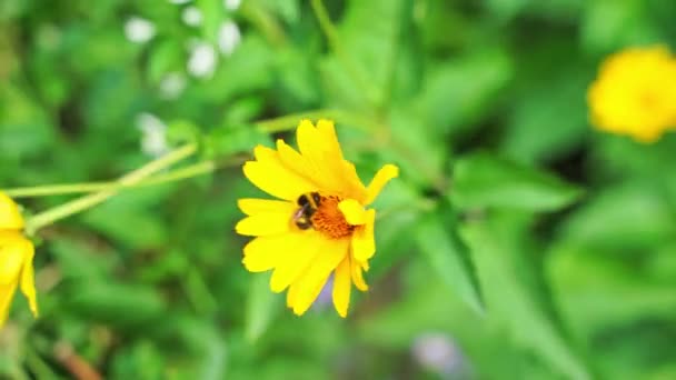 Bijen vliegen in de buurt van bloemen. Macro video van allergie insecten. Groen gras. Hommel — Stockvideo