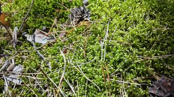 Musgo verde del bosque. Textura de naturaleza de pino. Ecosistema exterior. — Vídeo de stock