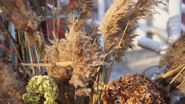 Autumn pampas reeds bouquet. Sunny day. Slow motion video — Stock videók