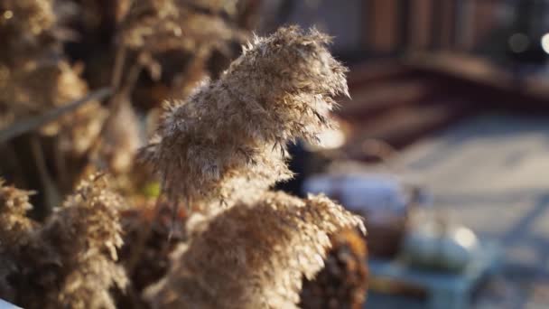 Autumn pampas reeds bouquet. Sunny day. Slow motion video — Wideo stockowe