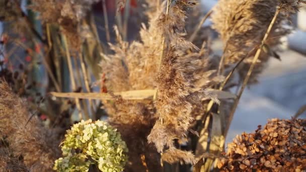 Autumn pampas reeds bouquet. Sunny day. Slow motion video — Vídeo de stock