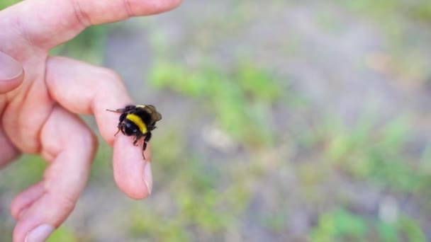 Bee fly on people hand. Allergy insect macro video. Green grass video background — Stock Video