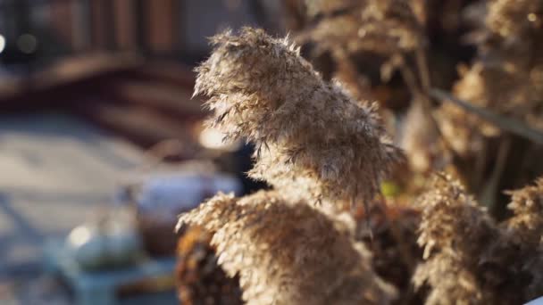 Autumn pampas reeds bouquet. Sunny day. Slow motion video — стоковое видео