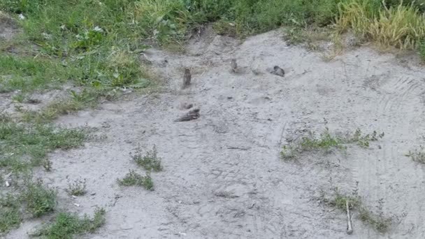 Gorrión tienen baño de arena. Un pájaro atractivo en la ciudad. Divertida fauna valiente — Vídeos de Stock