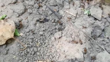 Orman karıncaları başka bir yere gidiyor. Bir sürü böcek. Kum geçmişi. Yavaş çekim