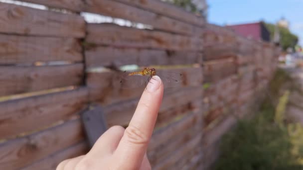 Fliegeninsekt auf Menschen Finger. Flagonfly mit transparenten Flügeln — Stockvideo
