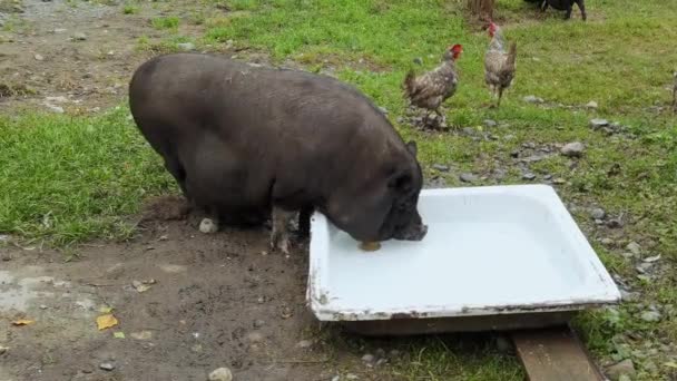 Gracioso cerdo negro caminando sobre hierba verde. Familia animal en la granja. Fondo de naturaleza — Vídeo de stock