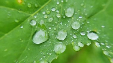 Yeşil yaprağın üzerine su damlası. Doğanın arka planı. Şeffaf ıslak baloncuk. Botanik
