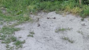 Serçelerin kum banyosu vardır. Kasabada çekici bir kuş var. Komik cesur hayvan.