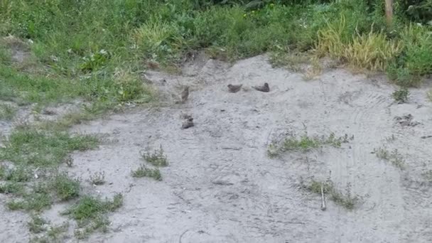 Wróbel ma kąpiel piaskową. Atrakcyjny ptak w mieście. Śmieszna odważna fauna — Wideo stockowe