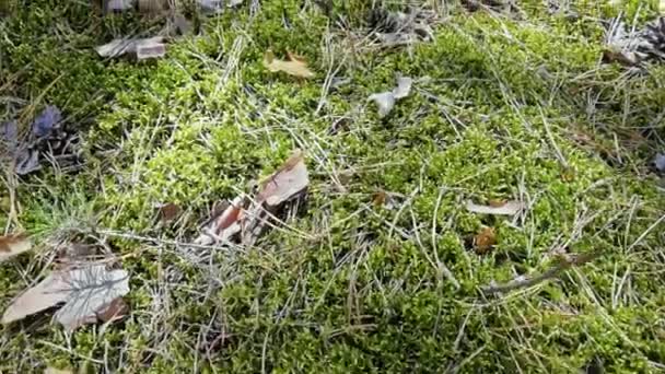 Green forest moss. Pine nature texture. Outdoor ecosystem. — Vídeo de Stock