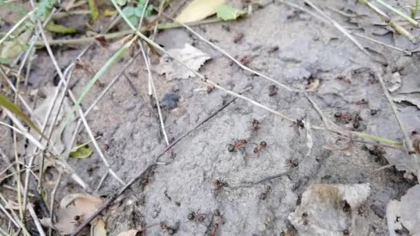 Las hormigas del bosque se mudan a otro lugar. Muchos insectos. Fondo de arena. Movimiento lento — Vídeo de stock
