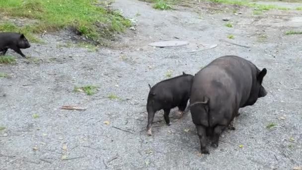 Gracioso cerdo negro caminando sobre hierba verde. Familia animal en la granja. Fondo de naturaleza — Vídeos de Stock
