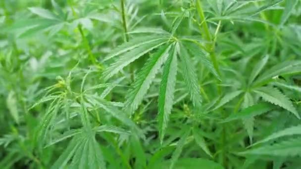 Tanaman hijau Cannabis. Obat anti hukum. Medan Cbd. Hemp garden. Latar belakang pengobatan — Stok Video