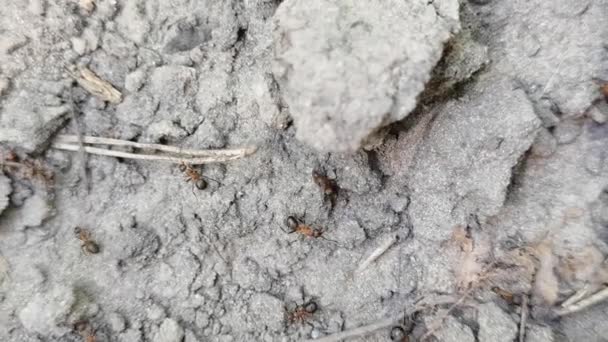 Forest ants moving to another place. Lot insects. Sand background. Slow motion — Stock Video