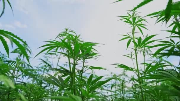 Cannabis grüne Pflanze. Gesetzesfeindliches Kraut. Cbd-Feld. Hanfgarten. Hintergrund der Medizin — Stockvideo