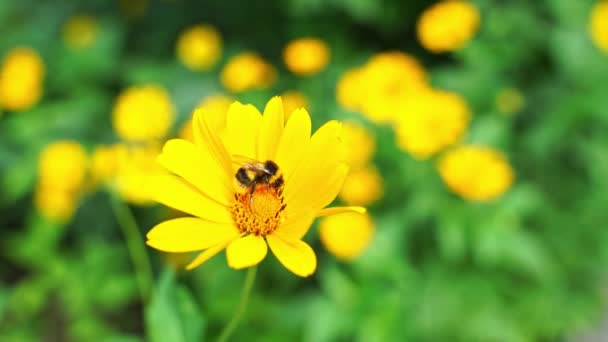 A abelha voa perto da flor. Vídeo macro de insetos alérgicos. Grama verde. Abelha — Vídeo de Stock
