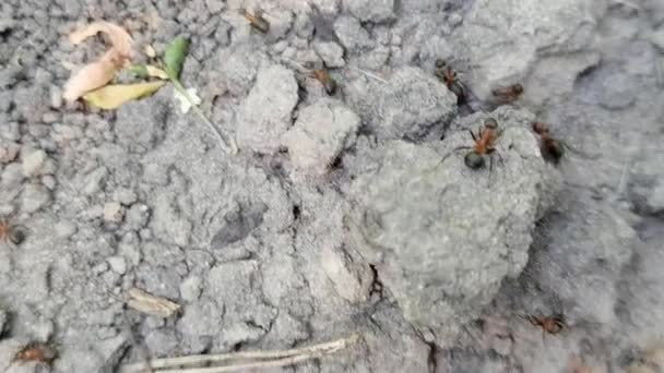 Orman karıncaları başka bir yere gidiyor. Bir sürü böcek. Kum geçmişi. Yavaş çekim — Stok video