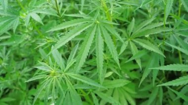 Kenevir yeşili bitki. Kanun karşıtı bitki. Cbd alanı. Kenevir bahçesi. Tıp arkaplanı
