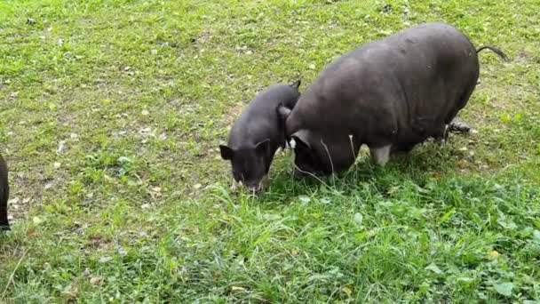 緑の芝生の上で面白い黒豚の散歩。農場の動物の家族。自然背景 — ストック動画