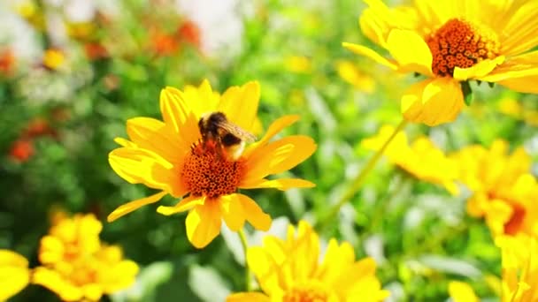 La abeja vuela cerca de la flor. Alergia insecto macro video. Hierba verde. Abejorro — Vídeos de Stock