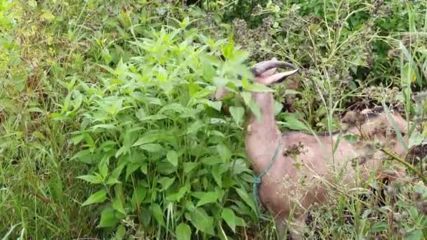 Cabra engraçada comendo folhas verdes. Cabeça de ovelha marrom na fazenda. Natureza fundo — Vídeo de Stock