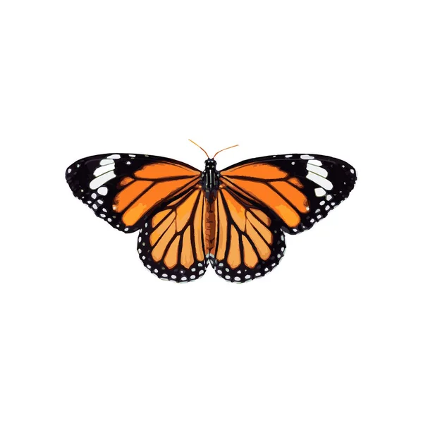 Monarch Butterfly Isolated White Background — Stock Vector