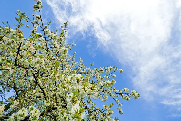 Branches d'un pommier en fleurs — Photo