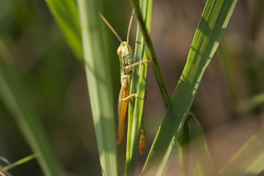 yeşil çekirge makro çimen '