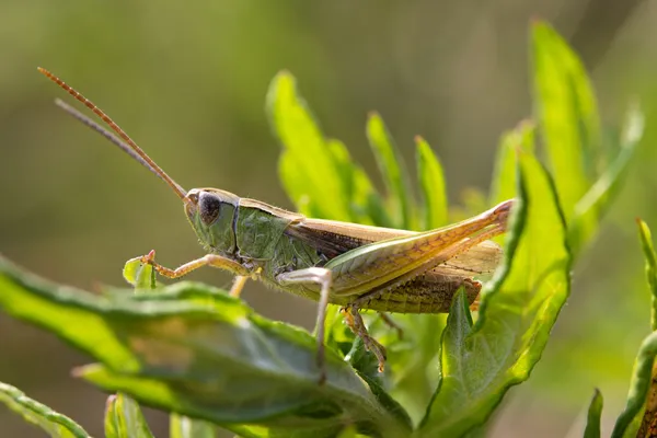 Macro sauterelle verte sur une feuille — Photo