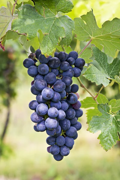 üzüm üzüm küme. Barbera