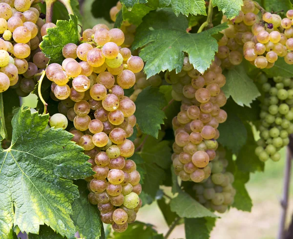 Racimo de uva de viñedo. Erbaluce — Foto de Stock