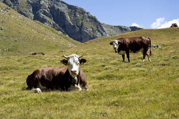Cows in Alps, Italy — Stock Photo, Image