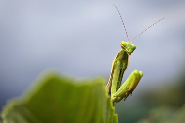 peygamber devesi portresi