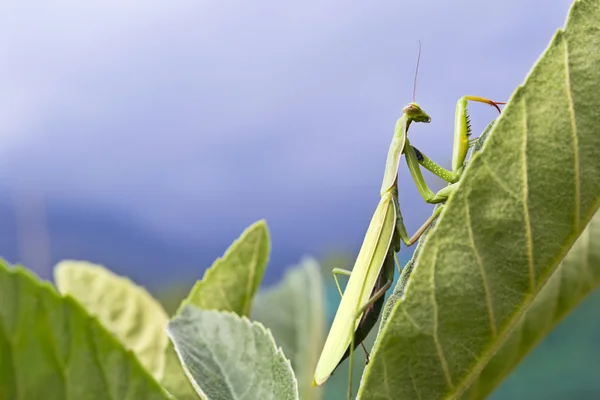 Portret van praying mantis — Stockfoto