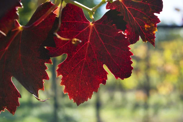 Осінній виноград залишають на задньому світлі — стокове фото