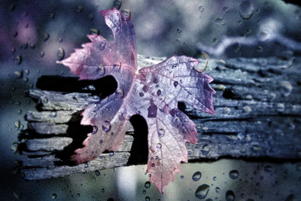 Grunge autumn leaf closeup — Stock Photo, Image