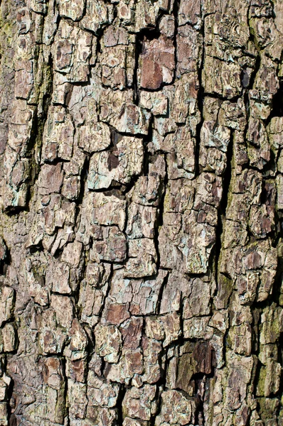 Struttura della corteccia dell'albero — Foto Stock