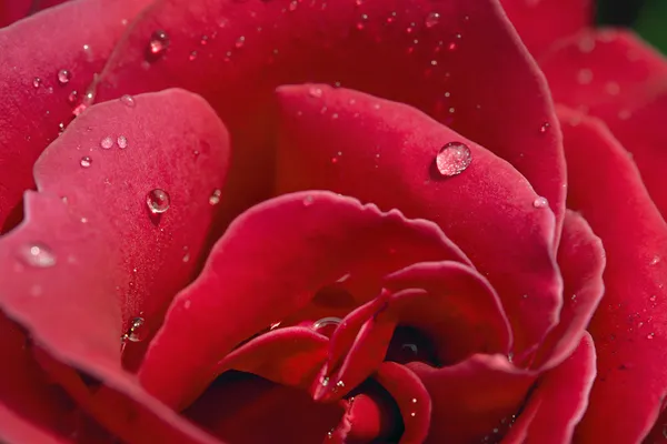 Rose closeup — Stock Photo, Image