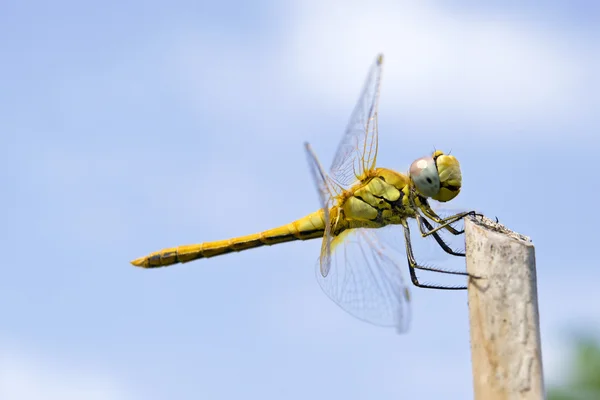 Libelle aus nächster Nähe — Stockfoto